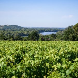 DOMAINE LANDRON CHARTIER BY PAUL STEFANAGGI (23)